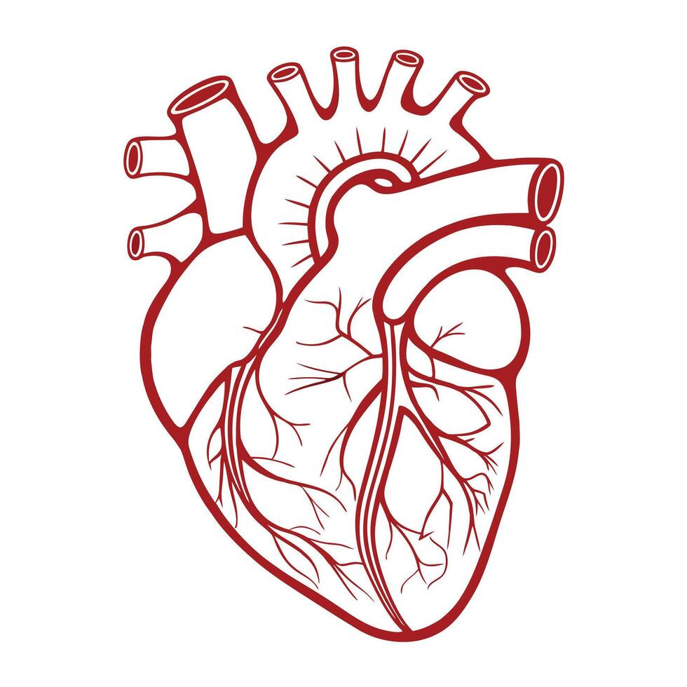 Heart Illustration