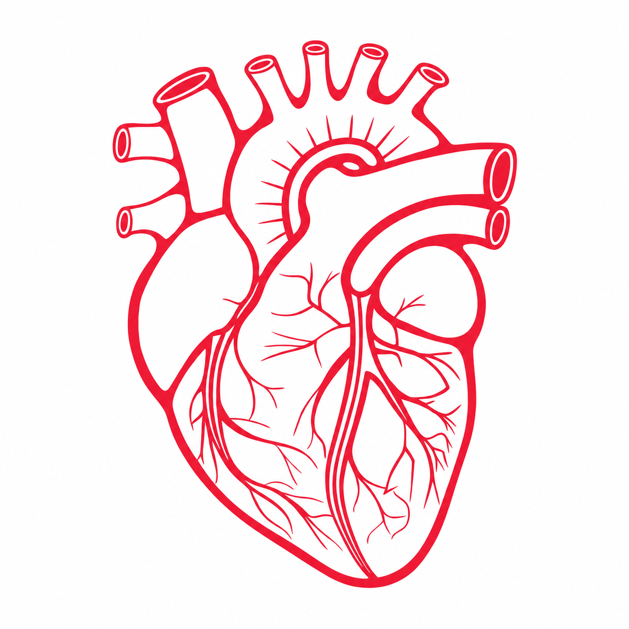 Heart Illustration
